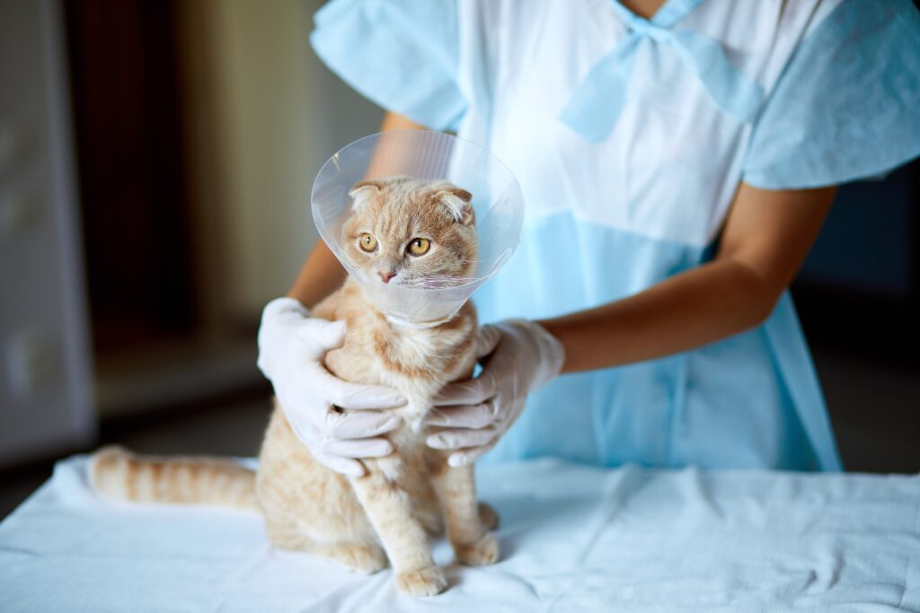 Kačių sterilizacija vetpulsas.lt