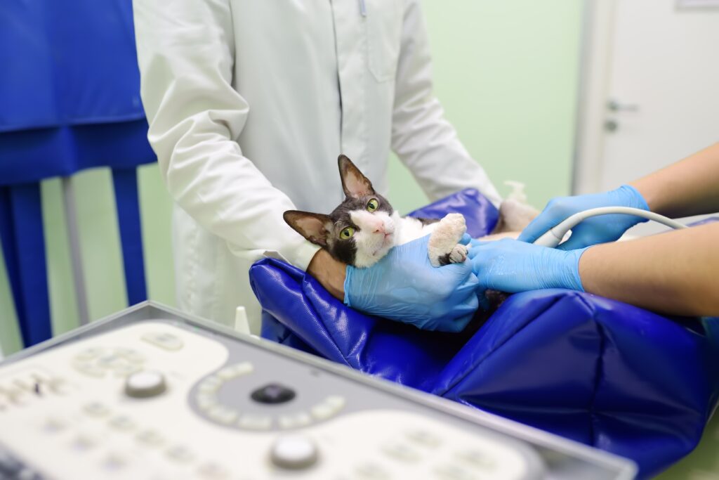 Gyvūnų rentgeno ir ultragarso tyrimai
