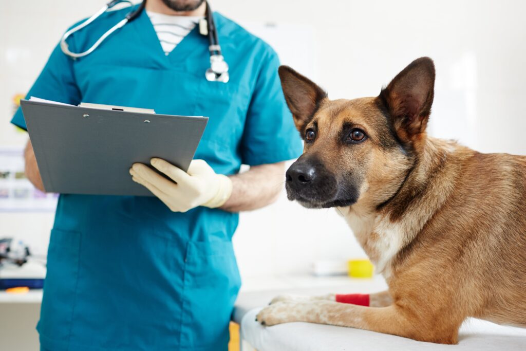 Gyvūnų dokumentų tvarkymas klinikoje vetpulsas.lt